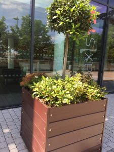 Commercial plant pot with tree