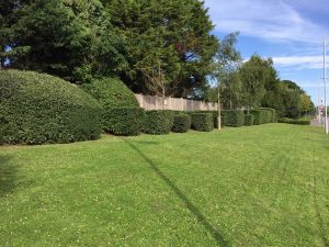 Commercial gardening - neatly cut hedges