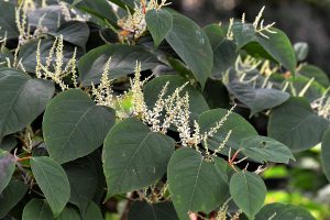 Knotweed